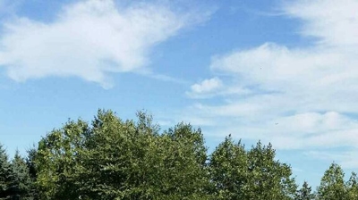 Backyard Landscaping Photo